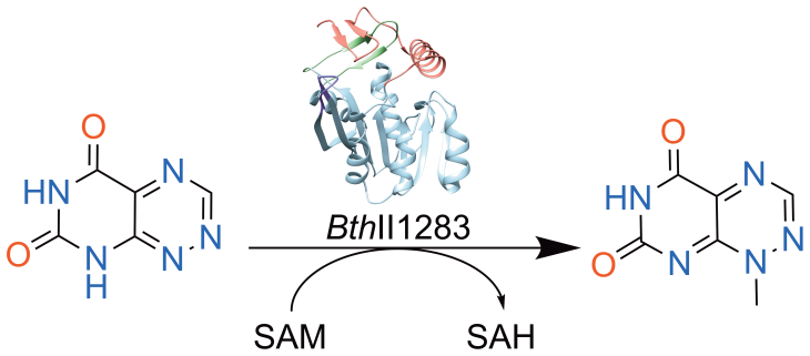Sam Structure